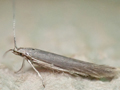 Coleophora lassella